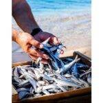 sardines-gonidec-de-chandeau-1