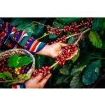 Culture du café | De Chandeau