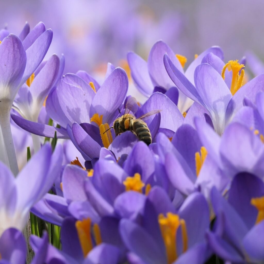 Abeille butinant une fleur, symbole du miel 100% naturel de Chandeau, récolté en France.